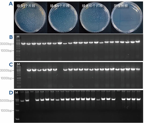 新品上线 %7C QuarCam无缝克隆试剂让载体和多片段“一拍_8b4153ed